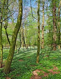 Frühlingswald von Bo Valentino