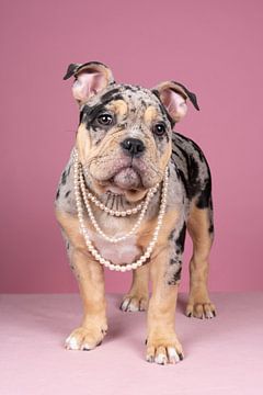 Portret van een schattig Old English Bulldog pup tegen een roze achtergrond met een parel ketting van Leoniek van der Vliet