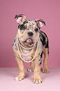 Portret van een schattig Old English Bulldog pup tegen een roze achtergrond met een parel ketting van Leoniek van der Vliet thumbnail