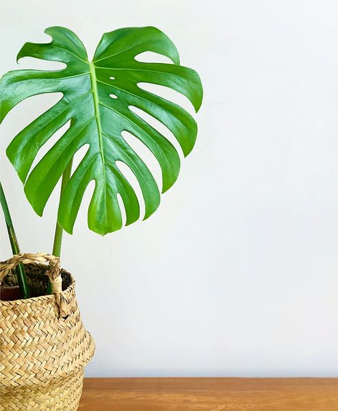 Monstera by Hello Pompoyo