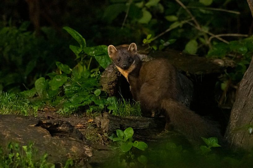 Marten in the forest by Merijn Loch