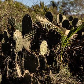Cactussen van Berdien Hulsdouw