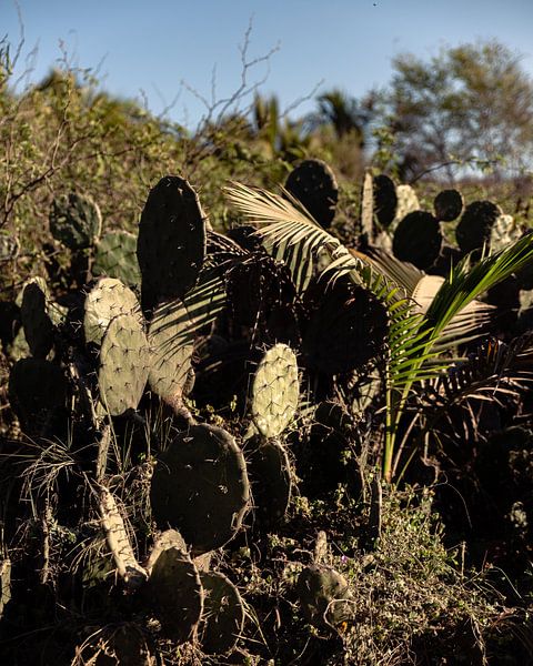 Cacti by Berdien Hulsdouw