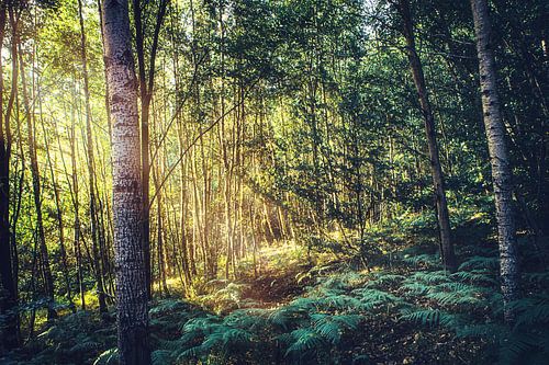 Een prachtig dicht bos in de felle zon- Polen in de zomer in Lubkowo