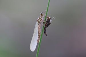 Libellule adonis précoce