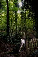 Le soleil à travers les arbres