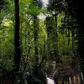 Le soleil à travers les arbres sur Simone Rijnders