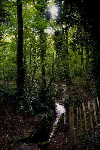 Sonne durch die Bäume