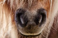 Niedliche Pony-Schnauze (Nase) eines Shetlanders von KB Design & Photography (Karen Brouwer) Miniaturansicht