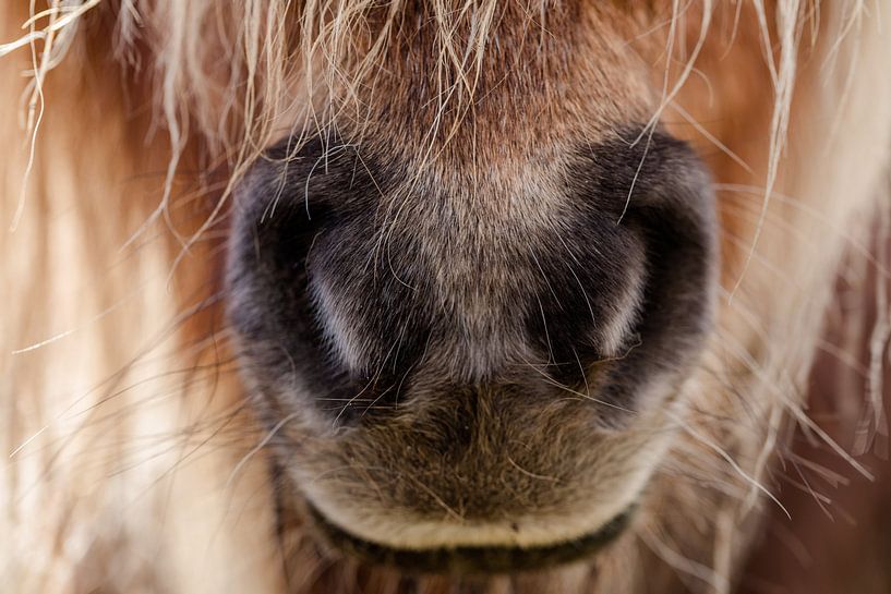 Niedliche Pony-Schnauze (Nase) eines Shetlanders von KB Design & Photography (Karen Brouwer)