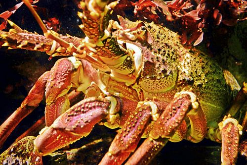 a red langoustine in the aquarium