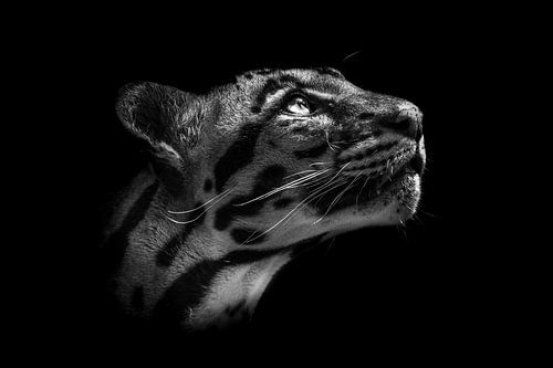 Le léopard de brume regarde vers le haut (fond noir).