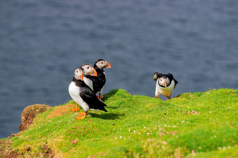 Papageientaucher von Merijn Loch