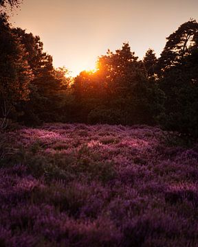 Purple heather by Roos Zanderink