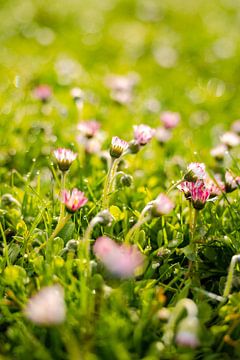 Gänseblümchen mit Morgentau von Leo Schindzielorz