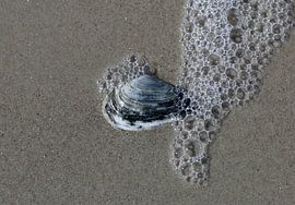 Eine Muschel am Strand von Matthias Brix