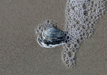 Un coquillage sur la plage
