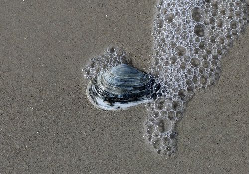 A shell on the beach
