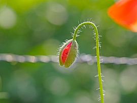 klaproos von Alex Davidse