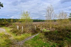 Lommel: Paarse heidevelden op de Kattenbosserheide