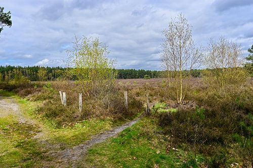 Lommel: Paarse heidevelden op de Kattenbosserheide