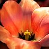 Une pièce unique. Tulipe dans des tons chauds d'orange et de rouge. sur Alie Ekkelenkamp