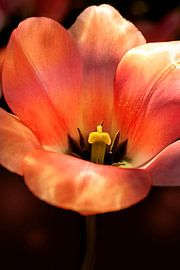 One of a kind. Tulp in warm oranje en rood. van Alie Ekkelenkamp