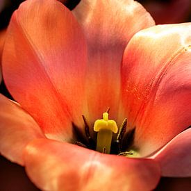 One of a kind. A tulip in warm orange and red. by Alie Ekkelenkamp