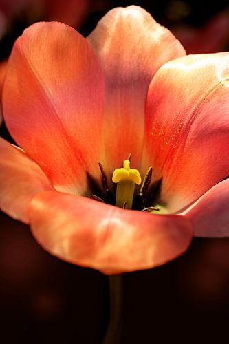 One of a kind. Tulp in warm oranje en rood.