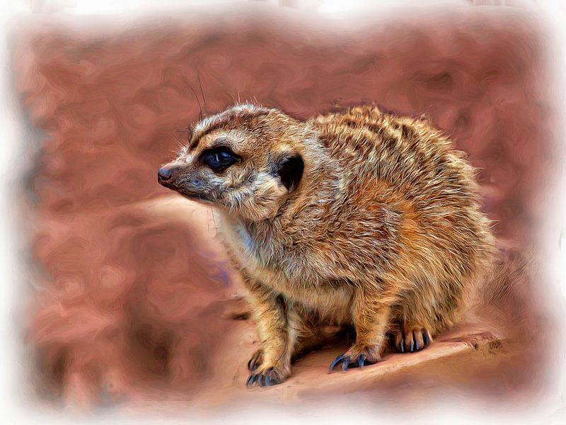 Erdmännchen (Suricata suricatta) par DeVerviersBelgium