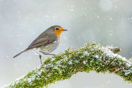 Robin by Thomas Herzog