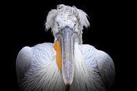 Foto eigenwijze Kroeskop Pelikaan