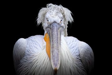 Photo cocky Pelican sur Marja Suur