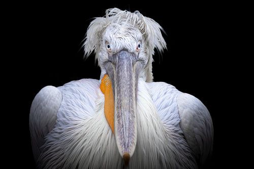 Photo cocky Pelican