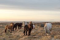 Kudde IJslandse paarden van Inge Jansen thumbnail