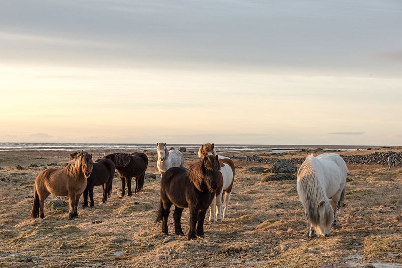 Kudde IJslandse paarden van Inge Jansen