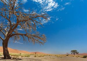 langs de weg in namibië van Ed Dorrestein