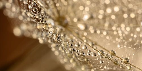 Panorama van druppels hangend aan een spinnenwebachtig pluisje