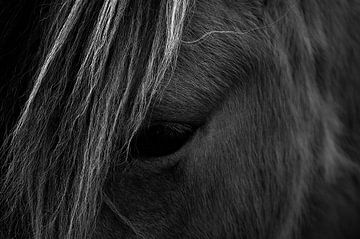 Close-up van een Paard van Marie-Claire Aling