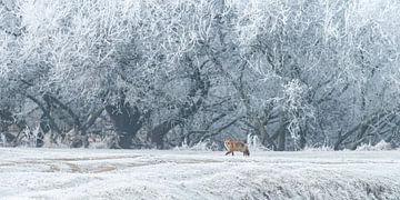 Vos in een winterlandschap  van Menno Schaefer