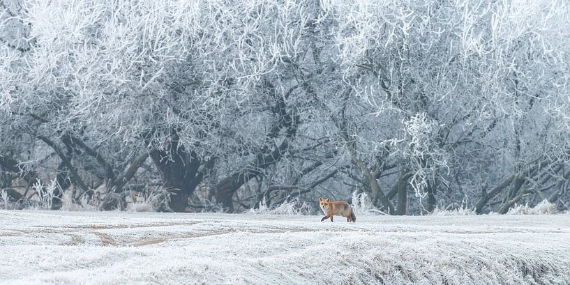 Vos in een winterlandschap  von Menno Schaefer