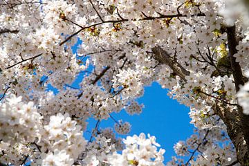 Natuur | Bloem | Bloesem Sakura | Kersenbloesem van Claudia van Kuijk