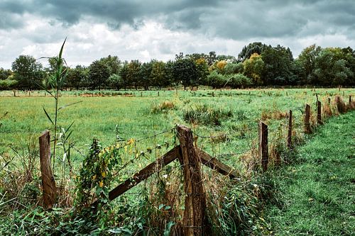 Weelderig groen - Het natuurreservaat Bünde in september!