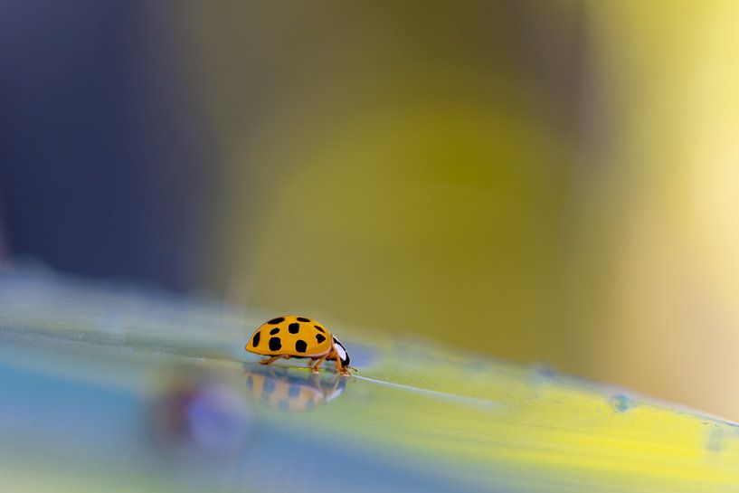Coccinelle marchant lentement vers le bas de la colline par Jolanda de Jong-Jansen