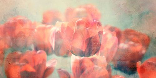 Rotes Tulpen Panorama