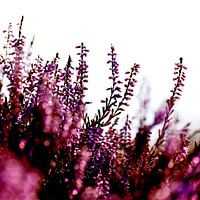 Heather in bloom in the dunes on Terschelling