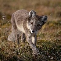 Poolvos op stille poten in de Arctische zomer