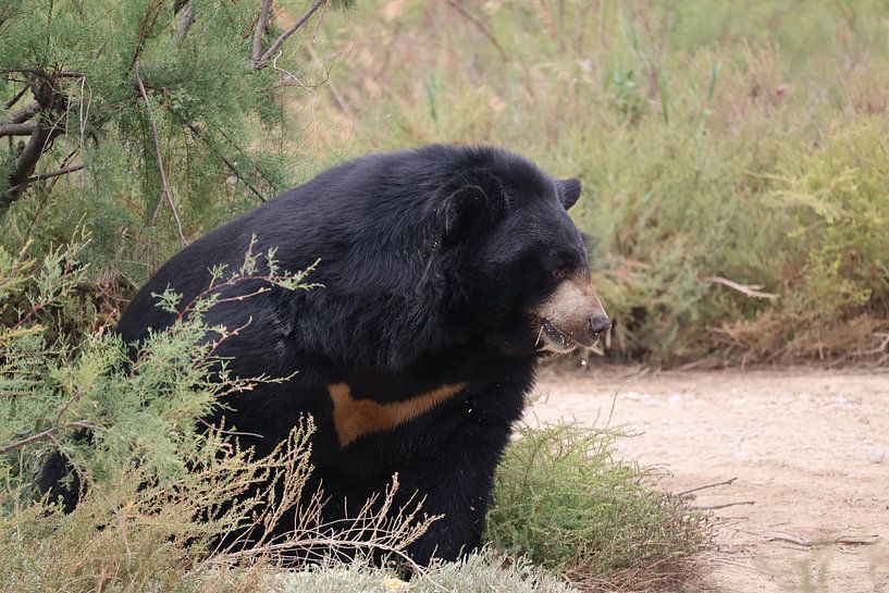 Tiere und Natur von Lennart Mans