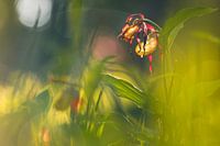 Pantoufle de dame à la lumière, Gloeiend einde van de zonering