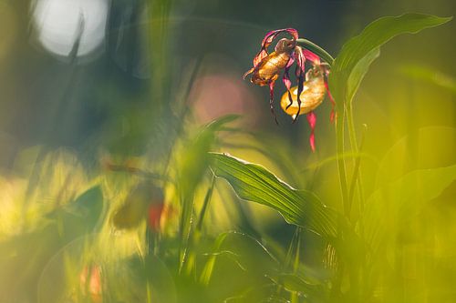 Pantoufle de dame à la lumière, Gloeiend einde van de zonering